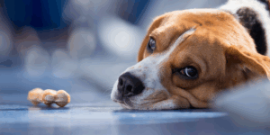 Astenia de primăvară la câini: cum identificăm semnele de slăbiciune sezonieră 