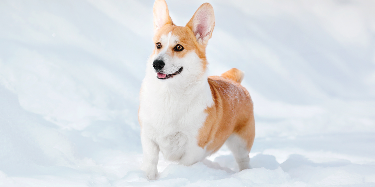  Deparazitarea externă în sezonul rece: protecție esențială pentru sănătatea animalelor de companie