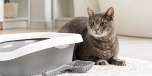 Urinatul în afara litierei la pisici: cauze medicale și comportamentale