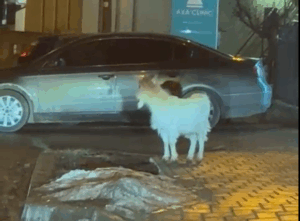 VIDEO | Apariție neobișnuită în Copou: o căpriță speriată aleargă printre clădiri