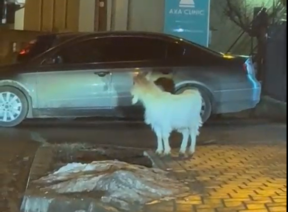  VIDEO | Apariție neobișnuită în Copou: o căpriță speriată aleargă printre clădiri