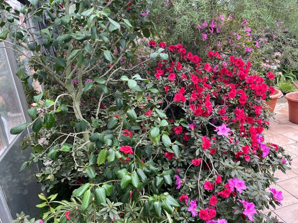 Explozie de culoare și biodiversitate în Copou. Punctul central: azalee și camelii. Expoziția de plante exotice revine vineri cu o ediție aniversară