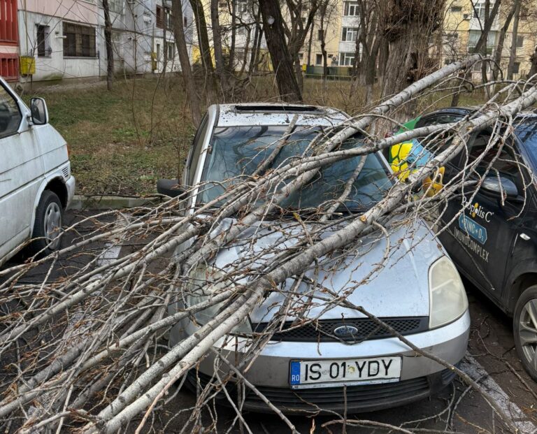 Ieșeni cu mașinile avariate de crengile unor copaci bătrâni pe care îi semnalează Primăriei încă din 2023. Au fost amenințați cu amenzi uriașe