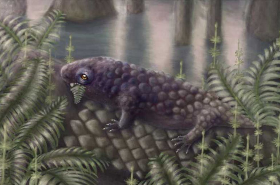  Fosile descoperite în Canada dezvăluie unul dintre primele animale de pe Terra care se hrăneau cu plante