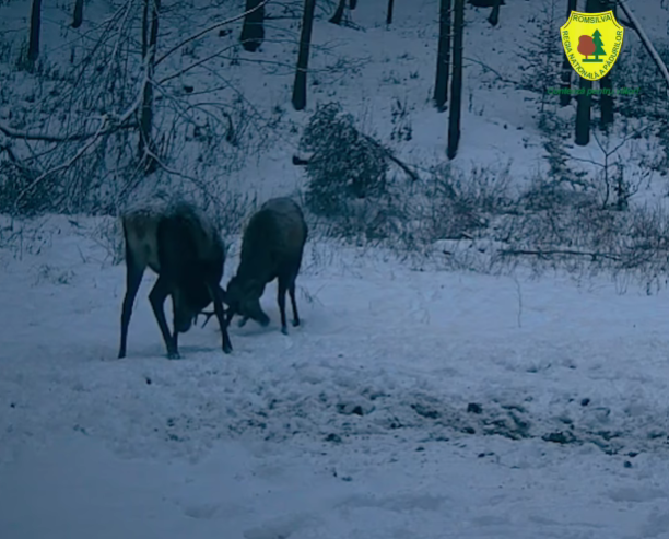 VIDEO | Doi cerbi tineri, surprinși în timp ce își măsoară forțele într-o pădure din Suceava