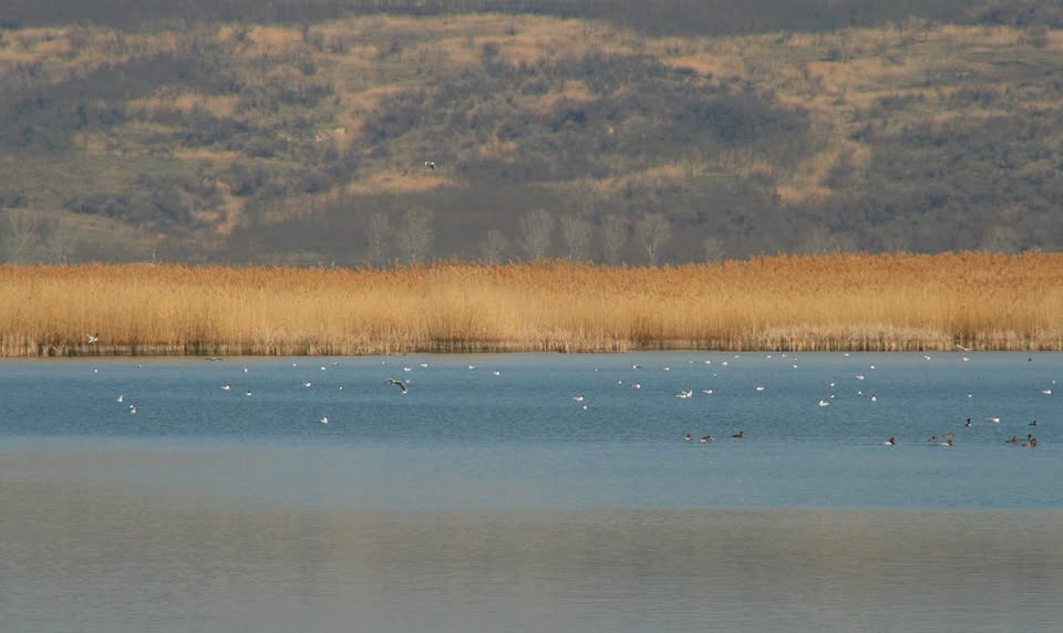  O arie naturală de la Iași recunoscută internațional nu are încă o siglă. Concurs de logo-uri pentru Delta Moldovei