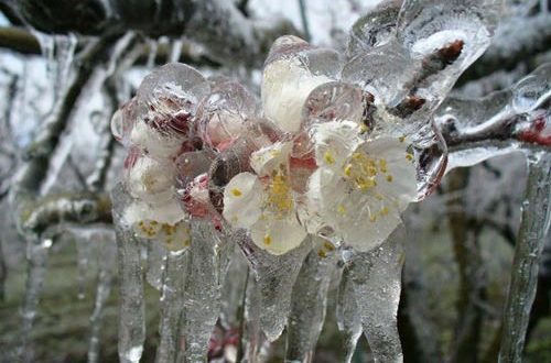  Sprijin financiar de urgență pentru pomicultorii afectaţi de îngheţul din aprilie – mai 2025