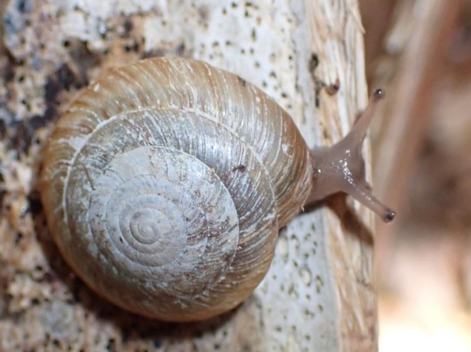  Un mic melc din Insulele Bermude, salvat oficial de la extincție