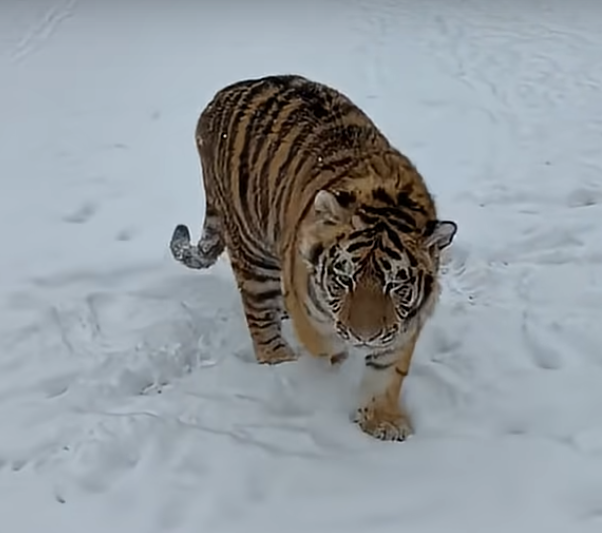 VIDEO | Tigru siberian surprins într-o grădină zoologică ilegală. Autoritățile au deschis dosar penal, dar locul funcționează în continuare