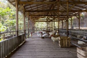 Cele mai bune materiale pentru un țarc durabil și sigur pentru găini (P)