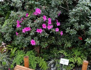 Intrare gratuită pentru femei la Grădina Botanică din Iași, de 8 Martie