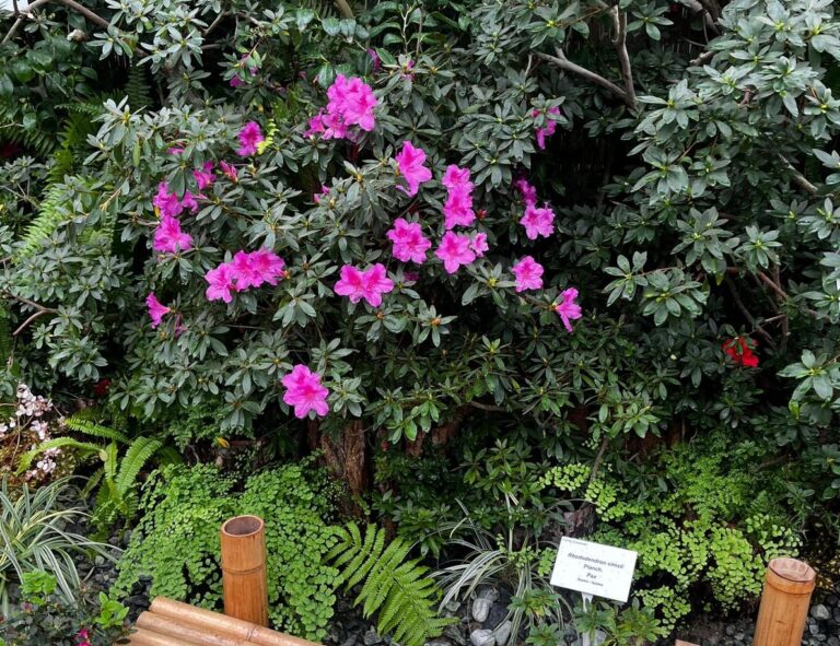 Intrare gratuită pentru femei la Grădina Botanică din Iași, de 8 Martie