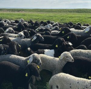 România domină exporturile de animale vii, iar Iașul contribuie cu cifre în creștere. Fermier ieșean: „Prețurile sunt mai bune ca anul trecut”