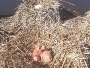 O nouă generaţie de pelican creţ, în Delta Dunării - Specia, periclitată la nivel mondial - FOTO