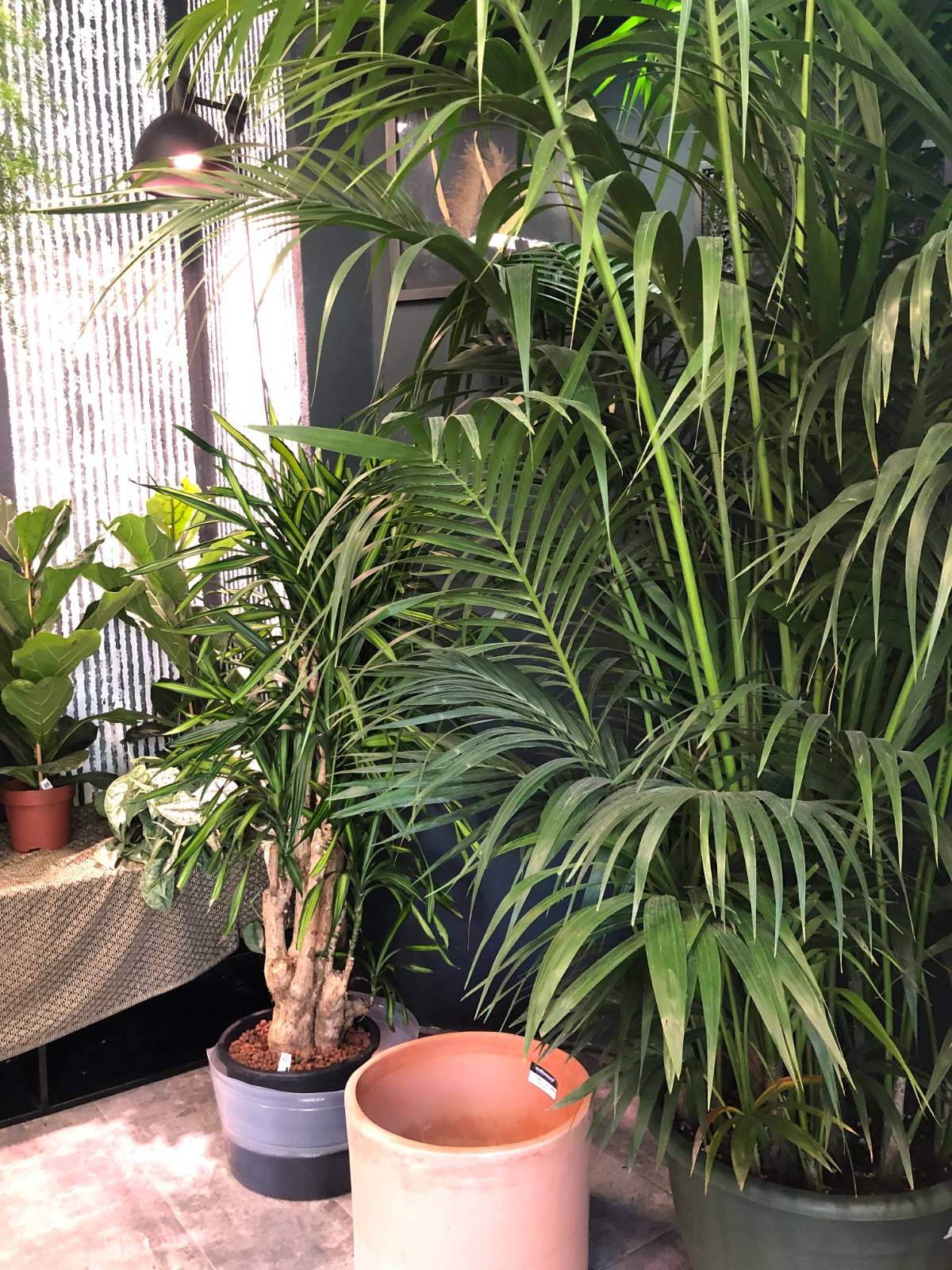 Plantele exotice pot fi admirate in magazinul situat in capat Pacurari