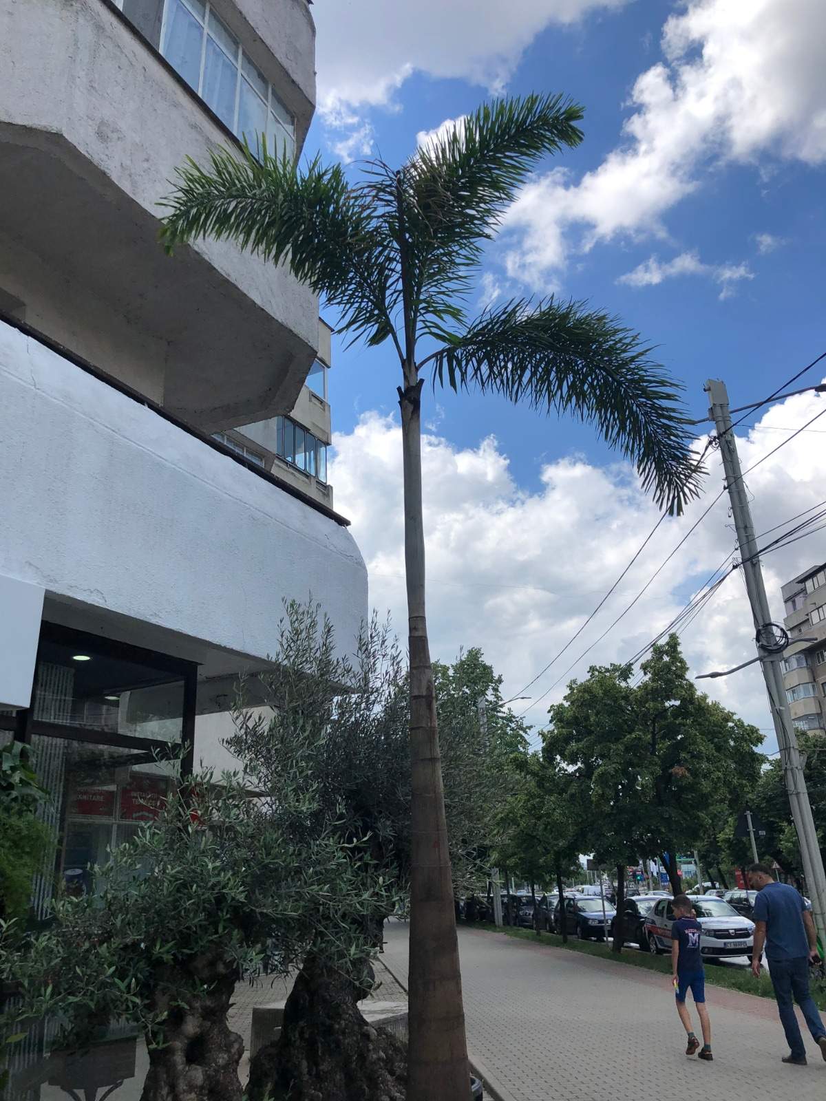 Florile superbe pot si admirate in magazinul de plante exotice din capat Pacurari