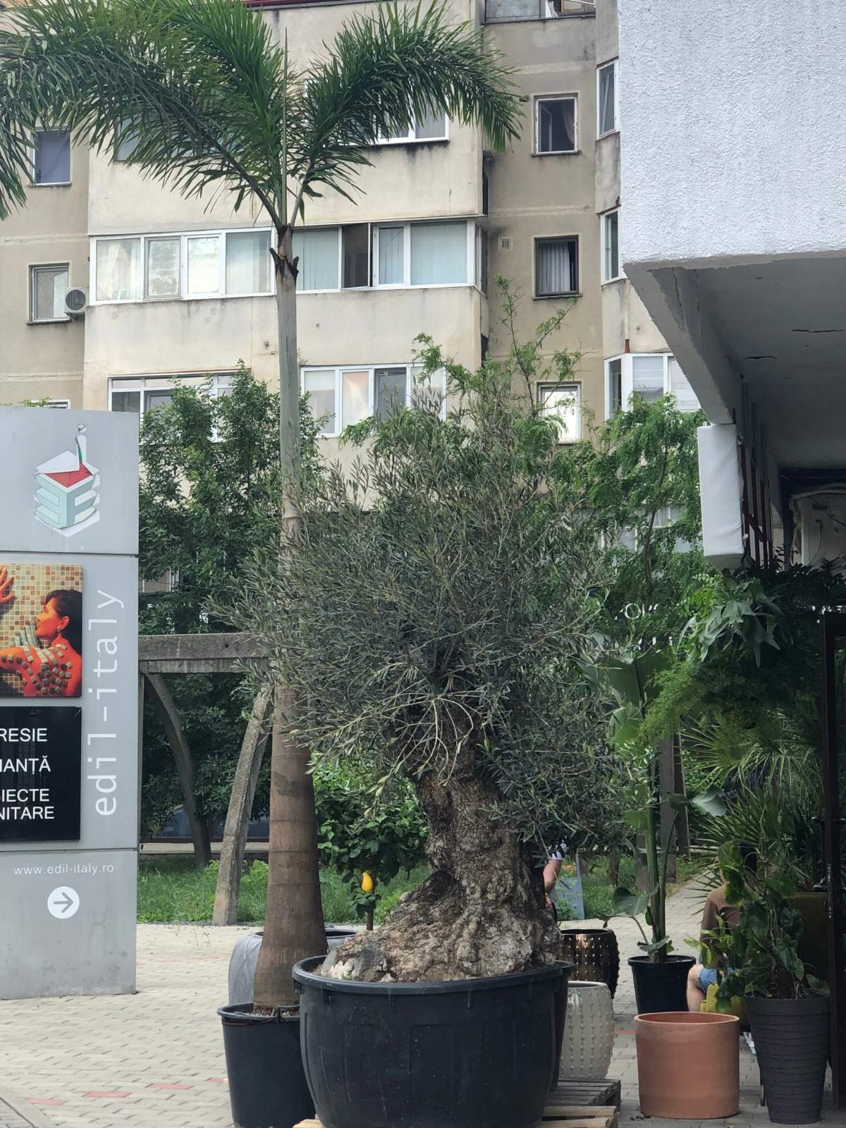 Plantele exotice pot fi admirate in magazinul situat in capat Pacurari