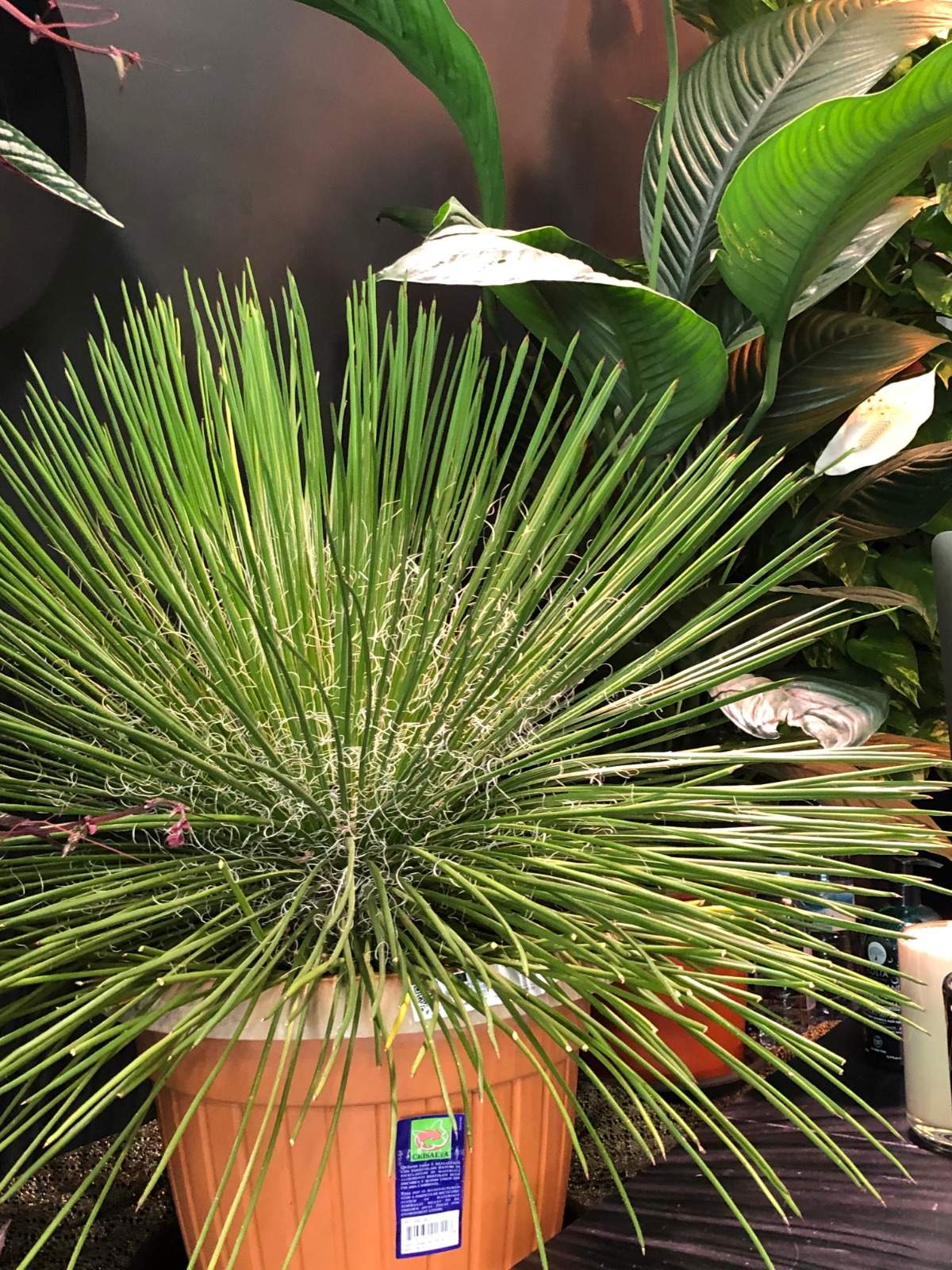 Plantele exotice pot fi admirate in magazinul situat in capat Pacurari