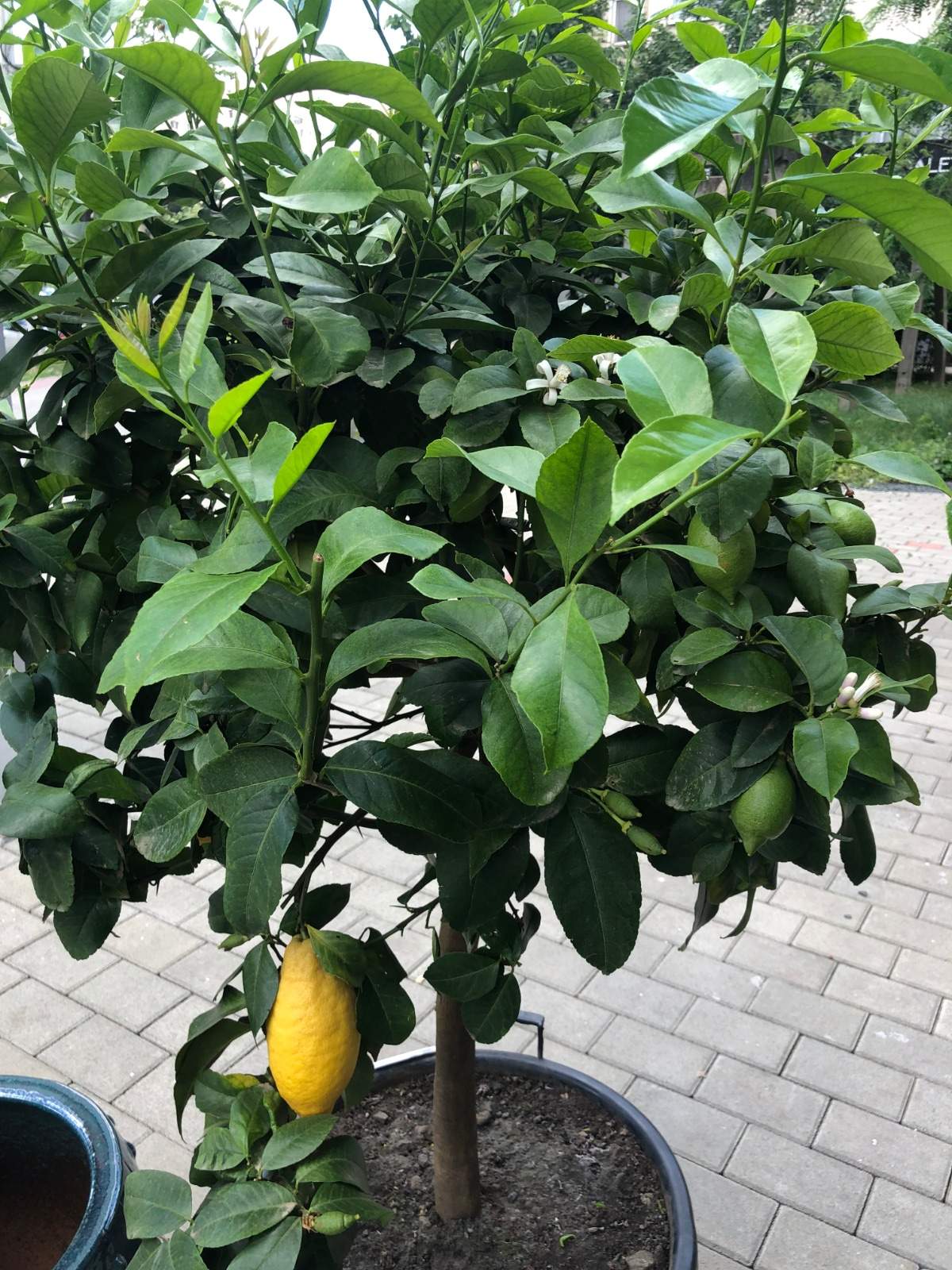Plantele exotice pot fi admirate in magazinul situat in capat Pacurari